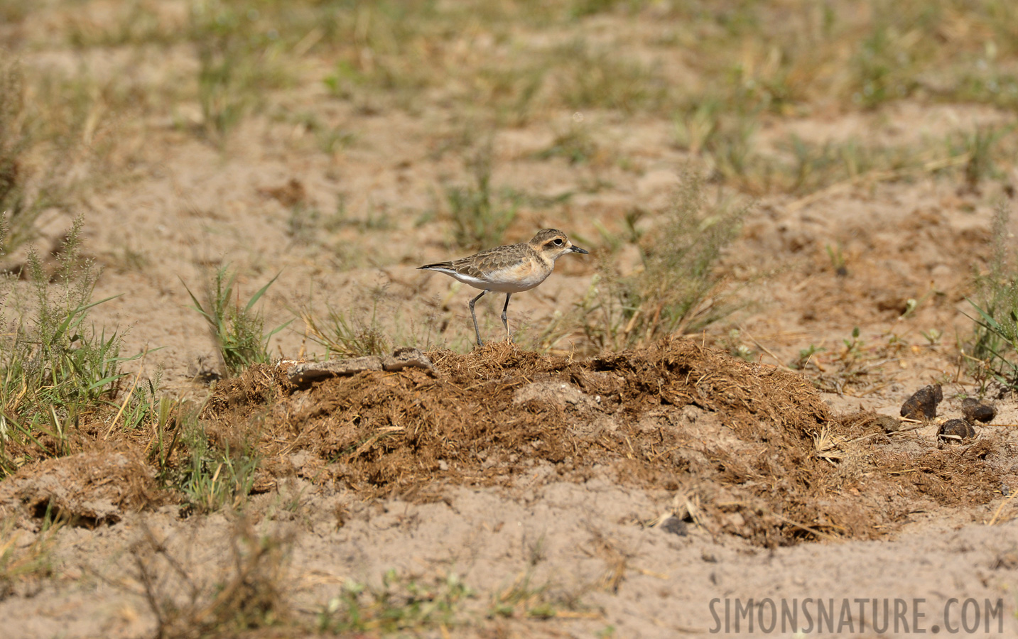 Charadrius marginatus mechowi [550 mm, 1/1250 sec at f / 8.0, ISO 500]